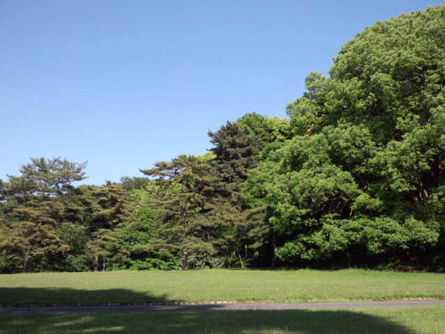 明治神宮裏の芝生 けいこの旅日記